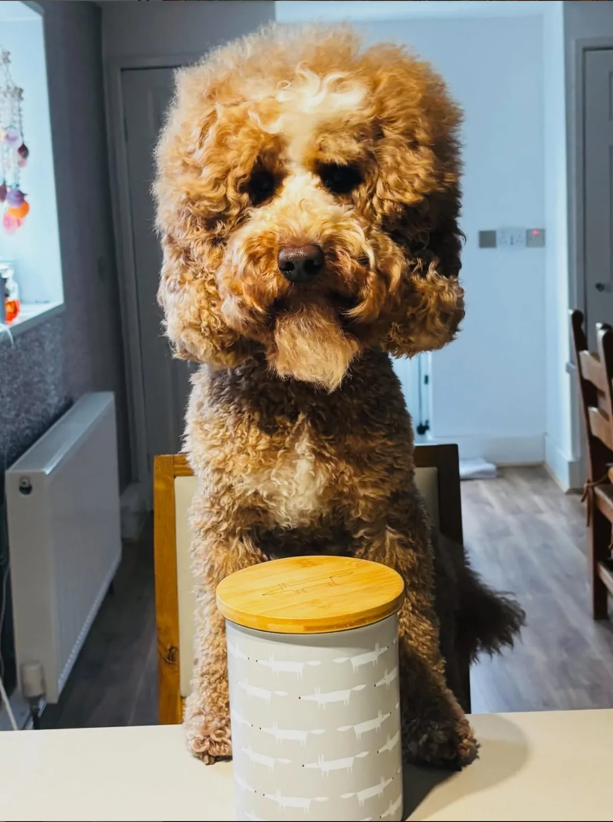Maverick the cockapoo